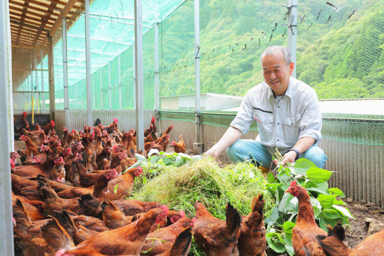 採卵用土佐ジローの放飼場