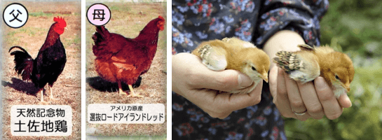 土佐地鶏・ロードアイランドレッド